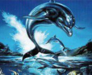 Ecco The Dolphin